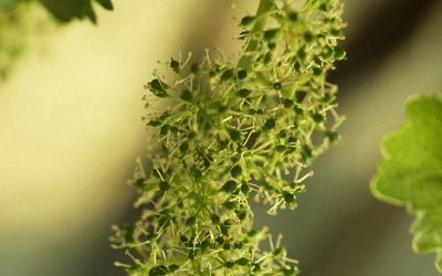 Le cycle végétatif de la vigne