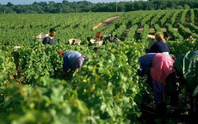 Les travaux de la vigne