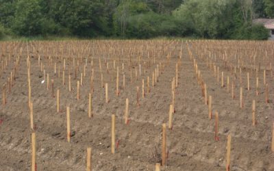 Le Château Lagrave Cissan modernise sa technique de plantation