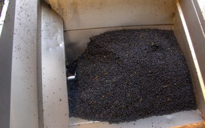 Vendanges 2012 : c'est parti !